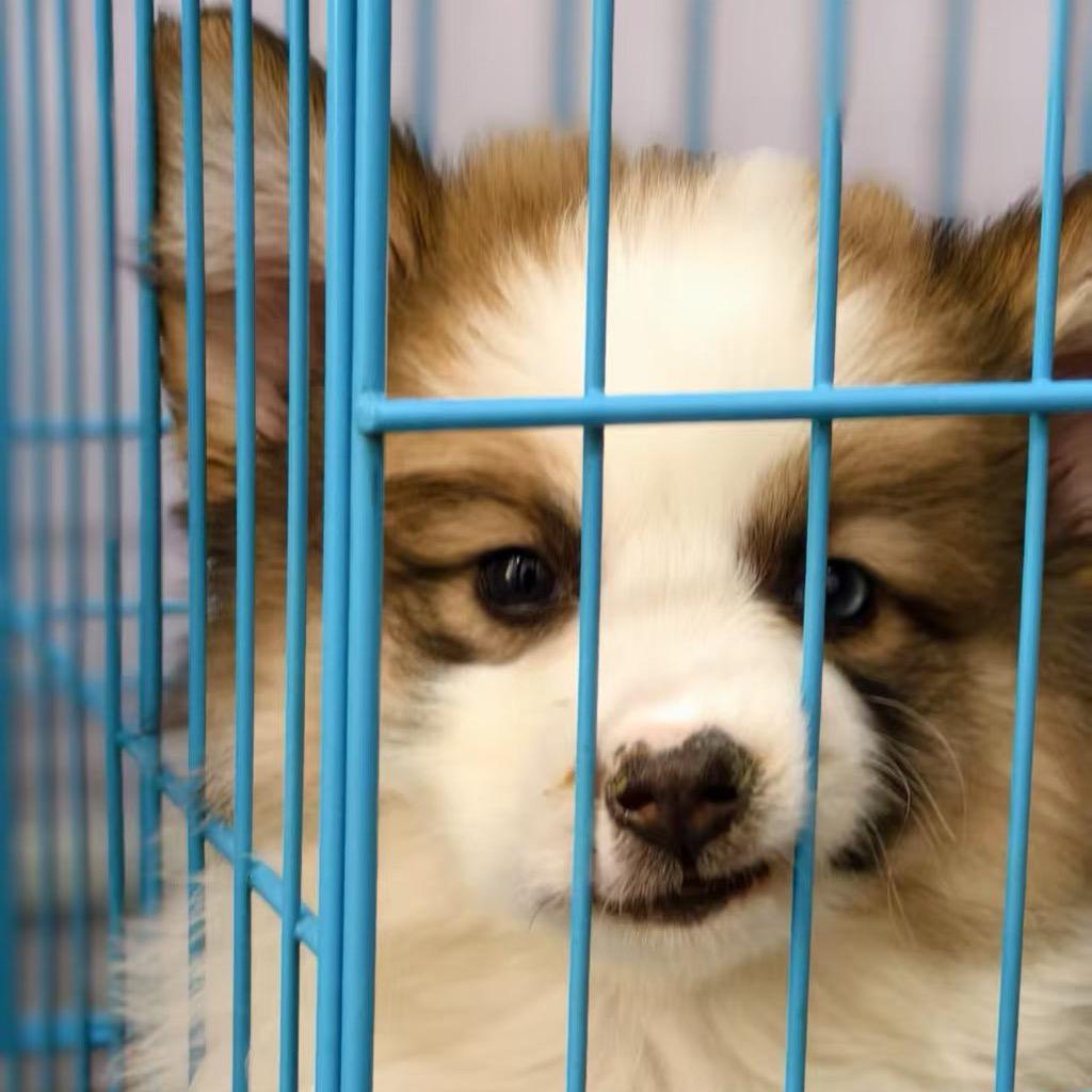 和天下是狗🐶