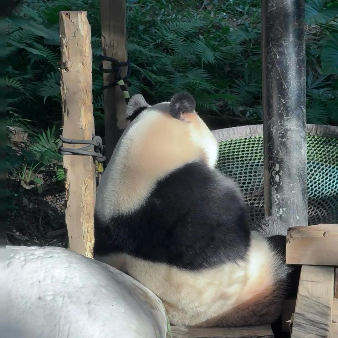 @梧桐树