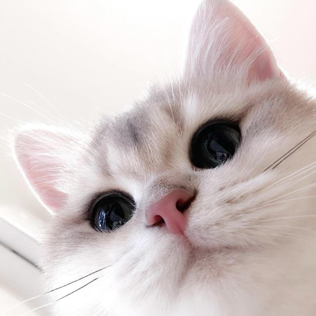 ๑ᵒᯅᵒ๑