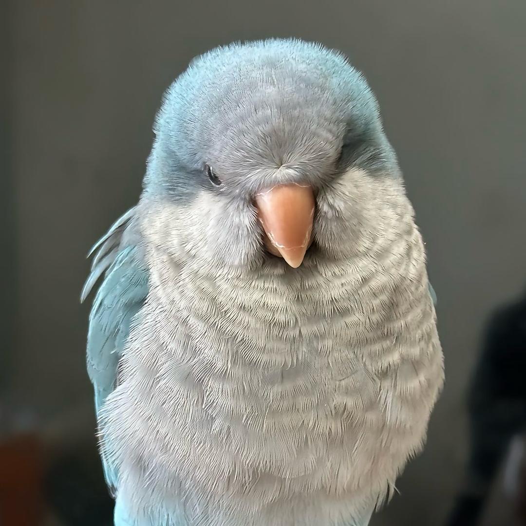 胖嘟嘟的小鹦鹉