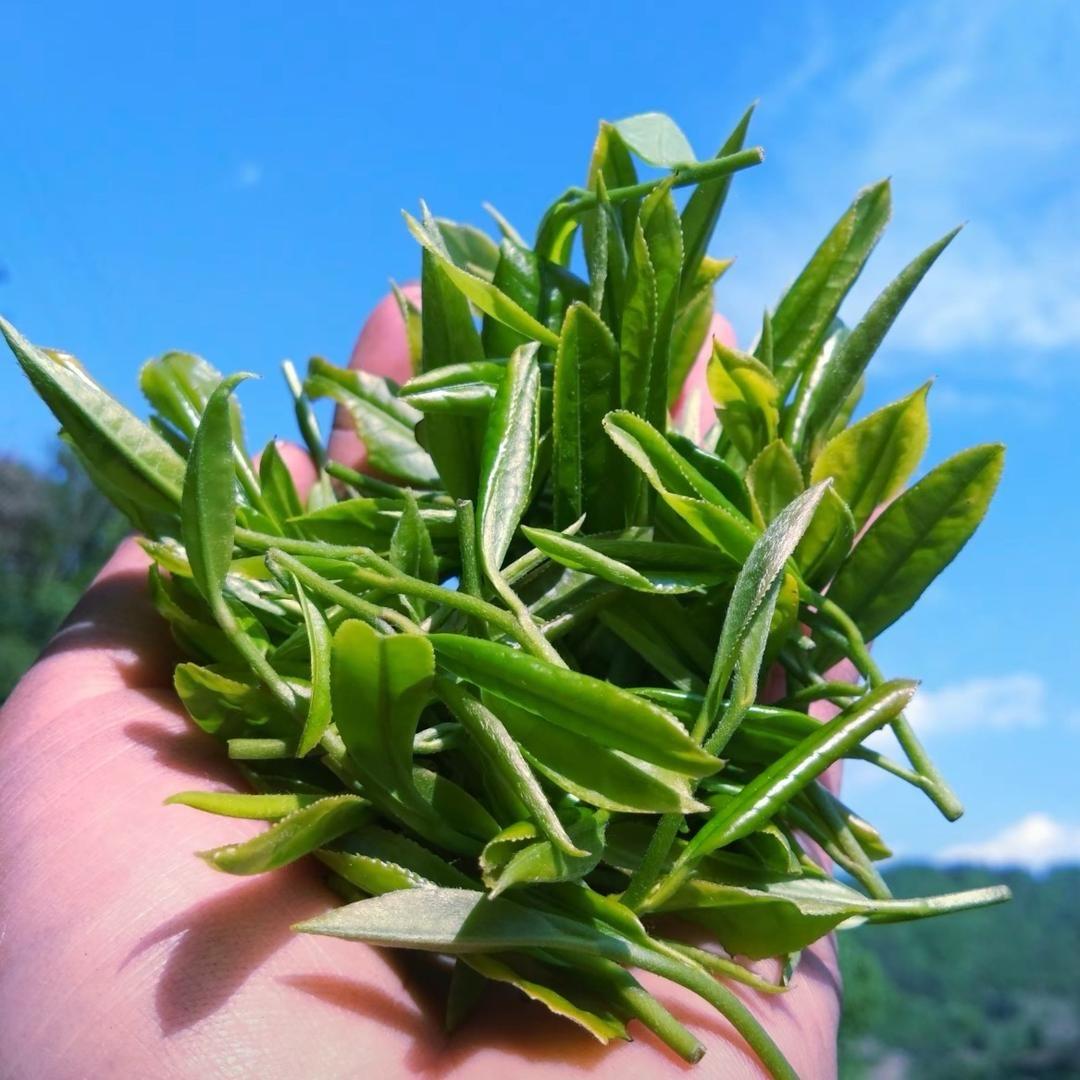 高香茶