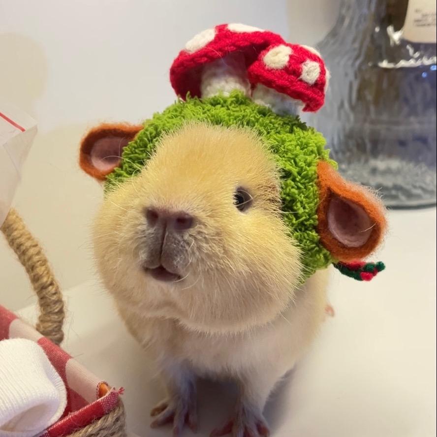 一口小布丁💕（出🐷）