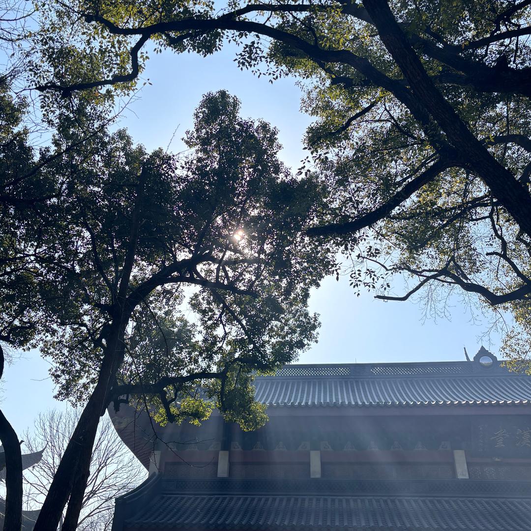 小蘑菇