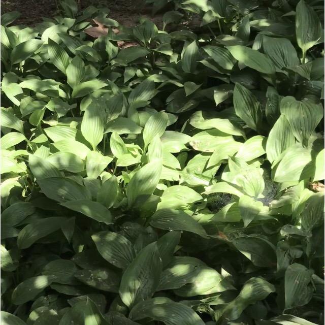 黄陂区御茉雀百货店（个体工商户）