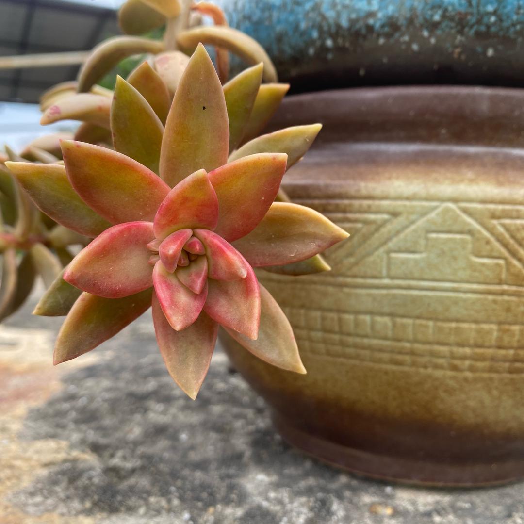 如何如荷