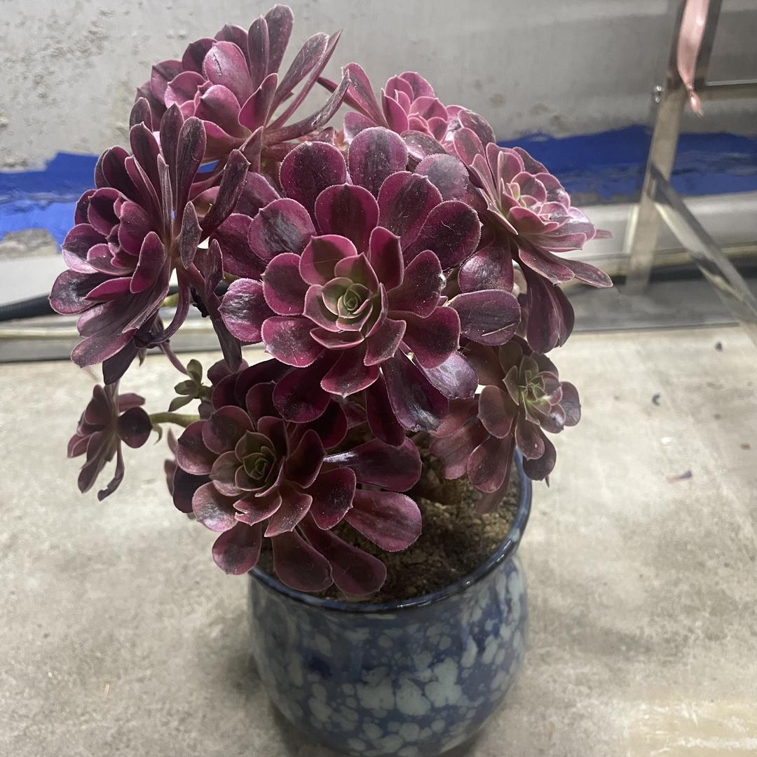 鑫鹏不锈钢花架