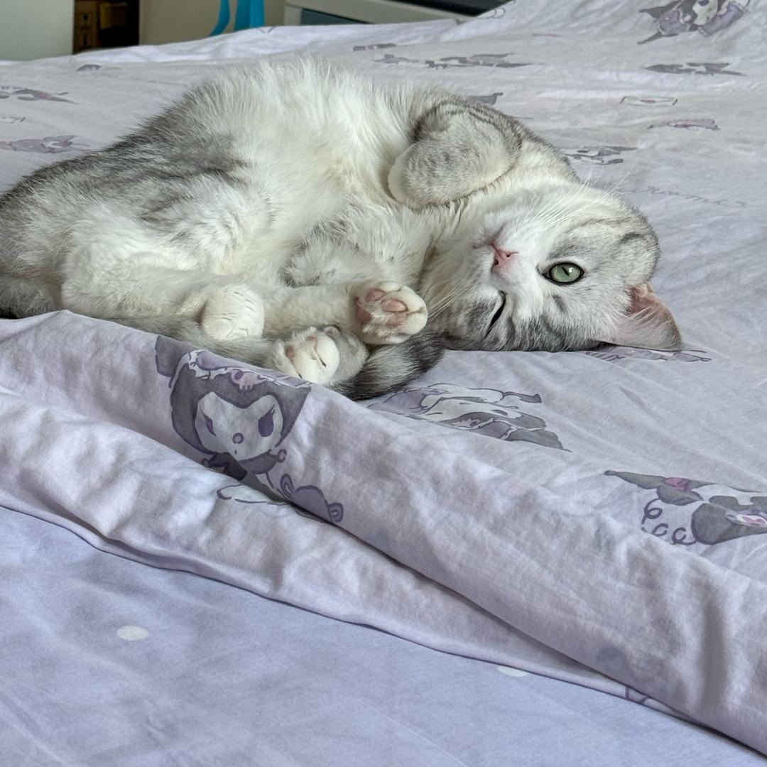 一只小猪咪
