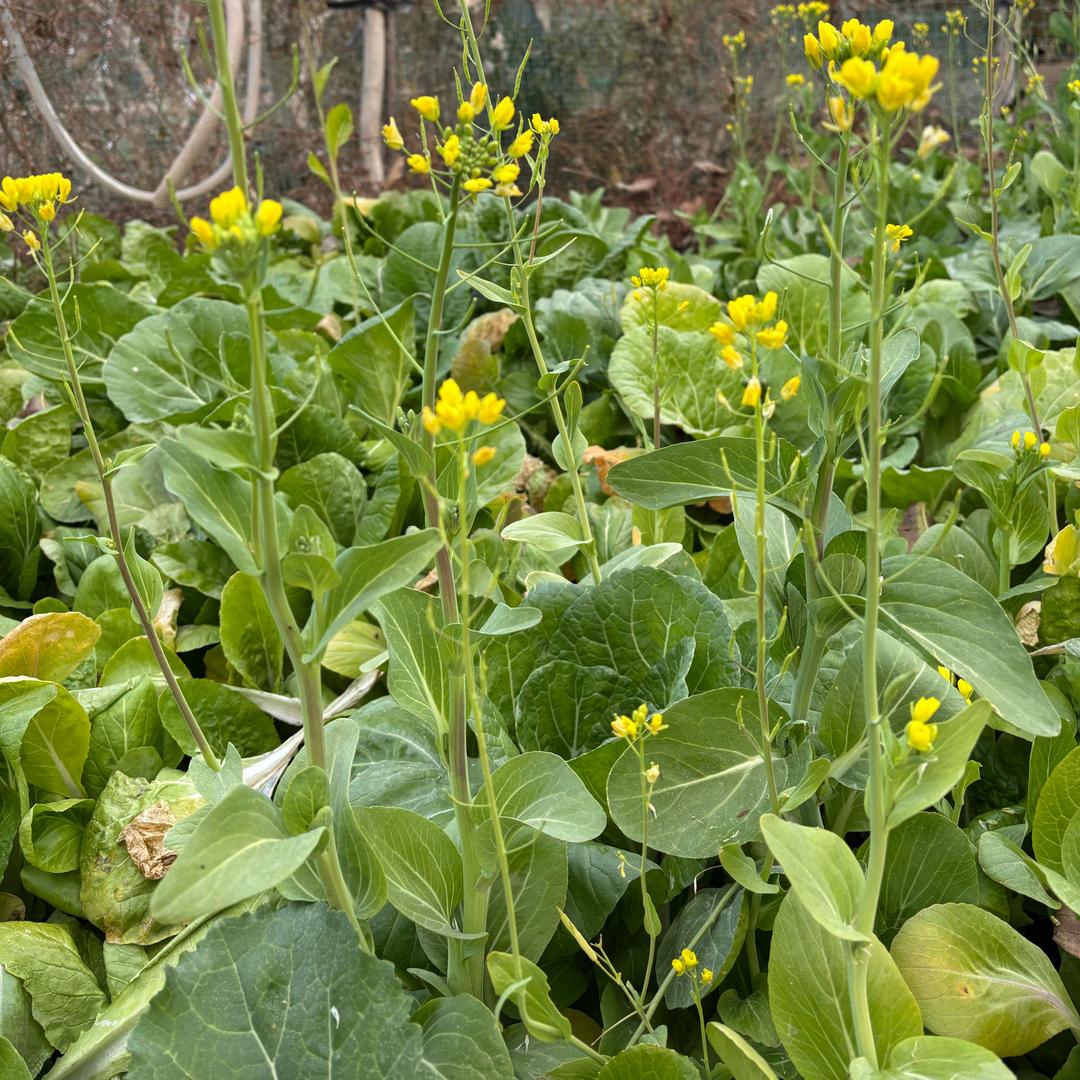 @园园（努力涨粉中）