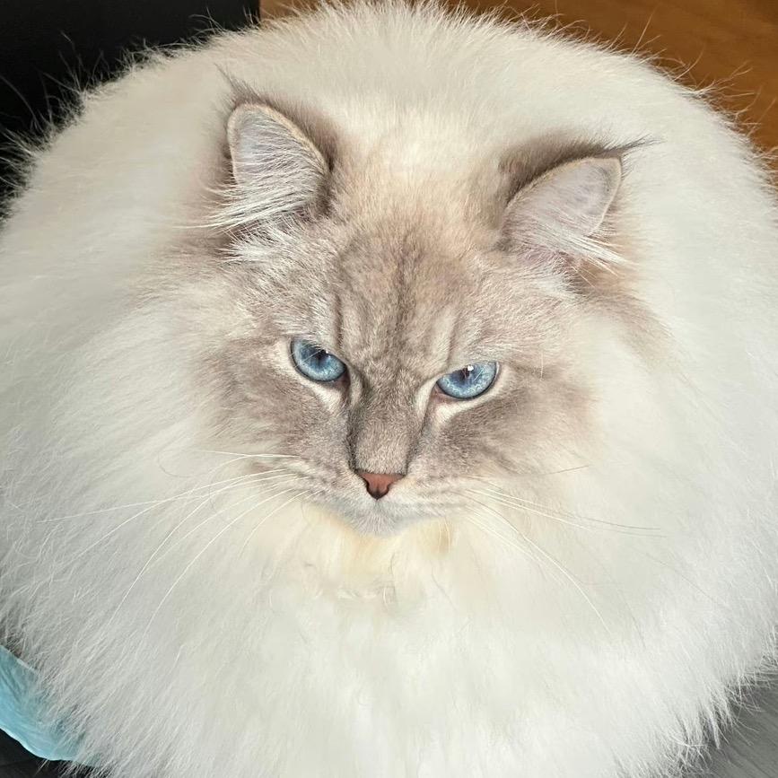 懒癌发作没救了