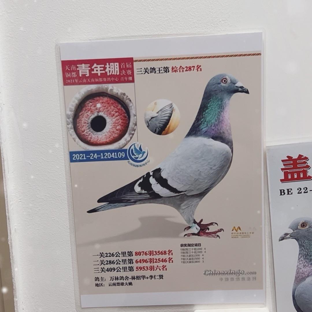 邹启华精品潮玩铺