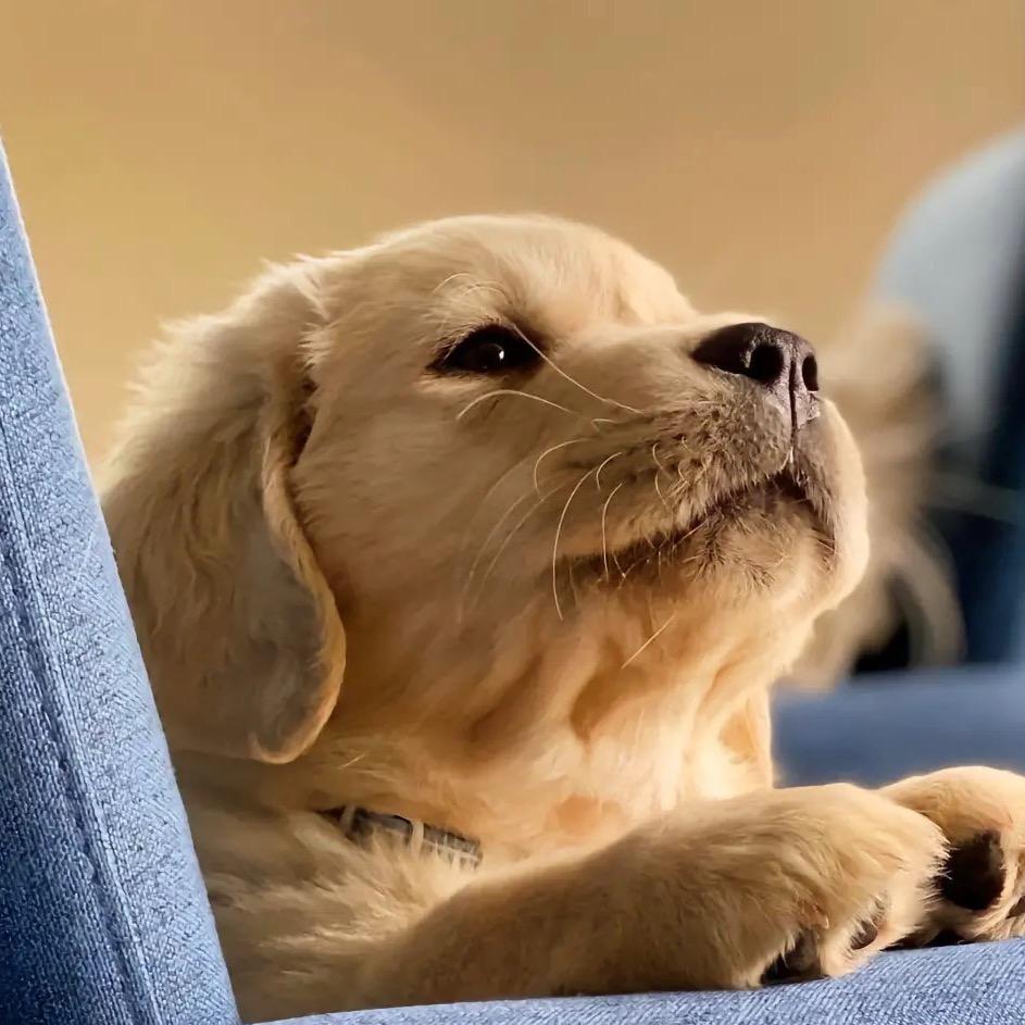 三金的宠物管家