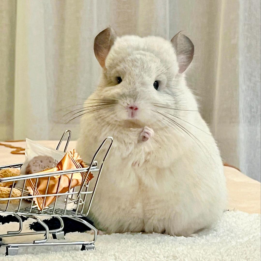 柚柚是只小龙猫🍊