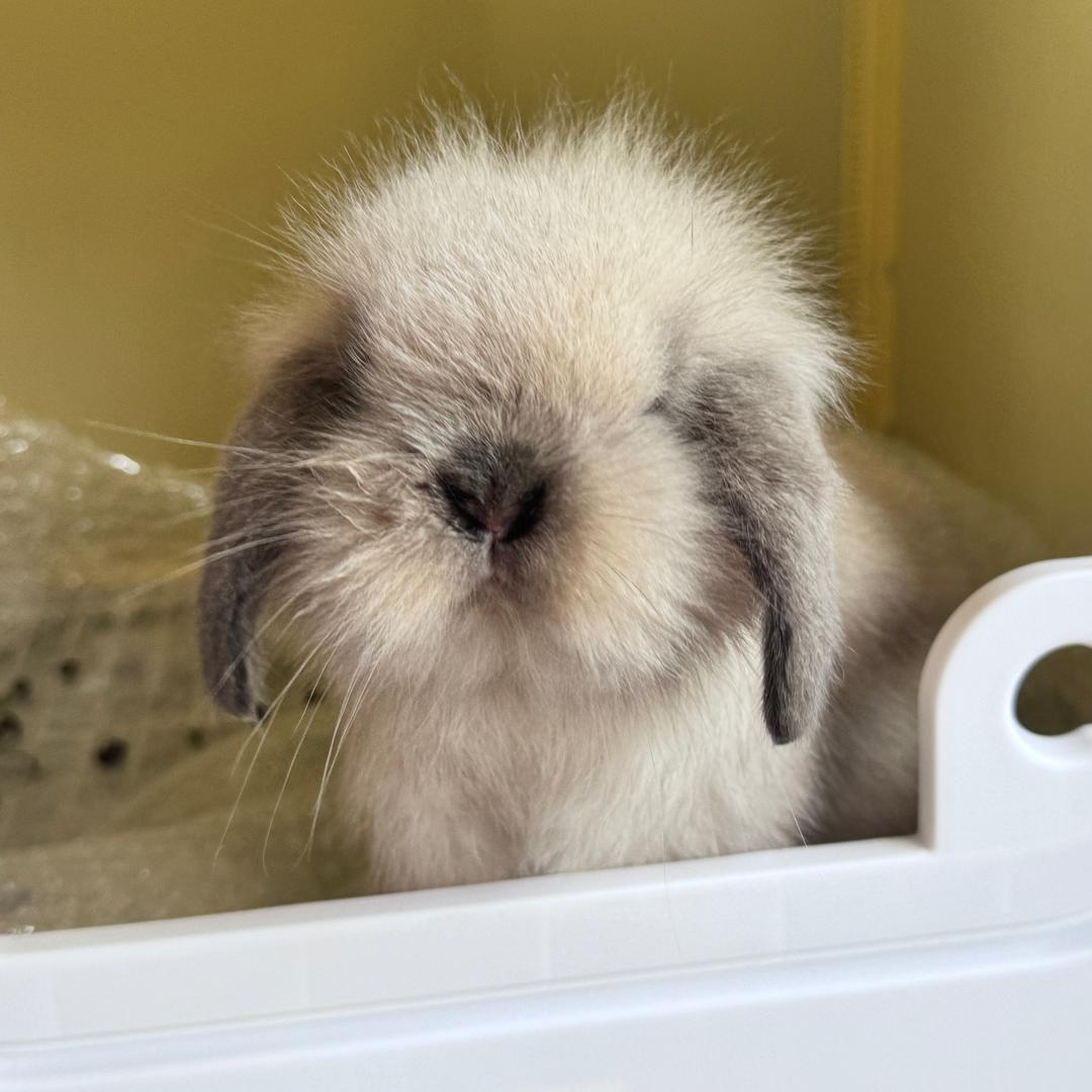 乖宝 ᙏ̤̫͚*゜ﾟ･