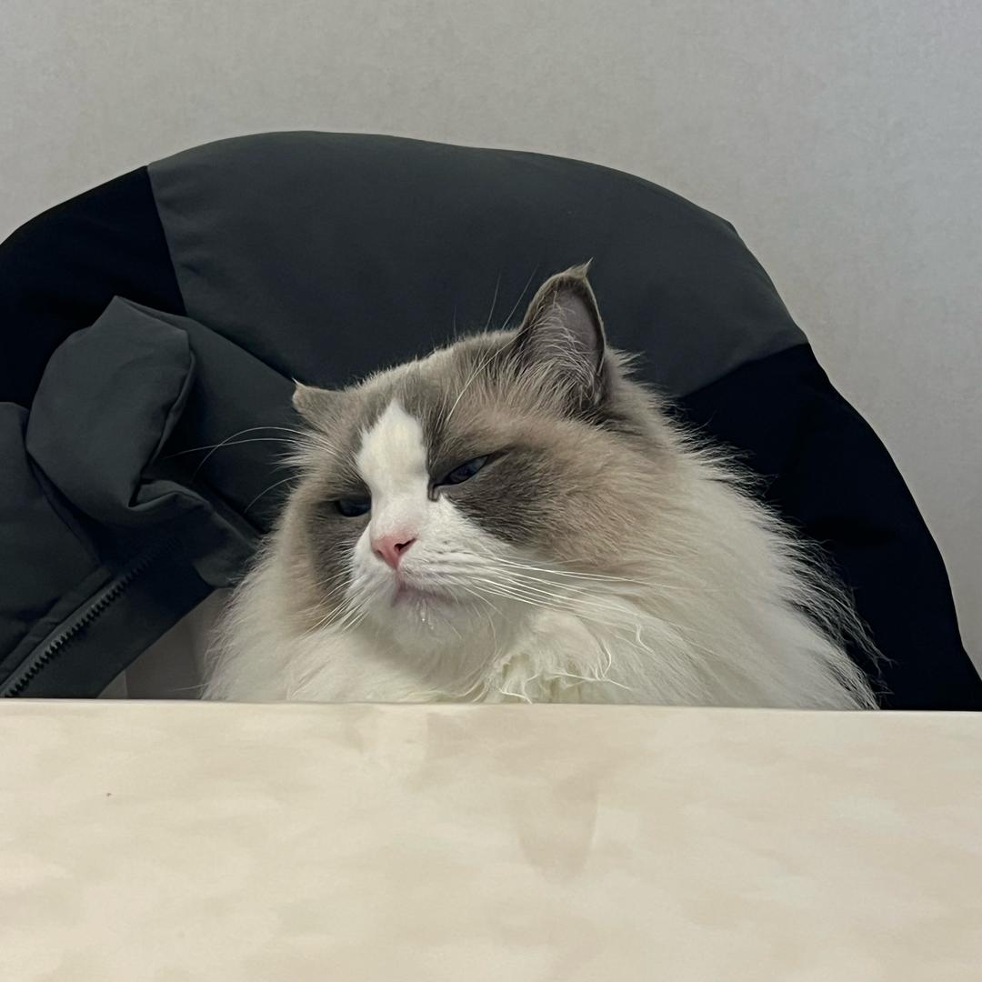 养猫的啵啵