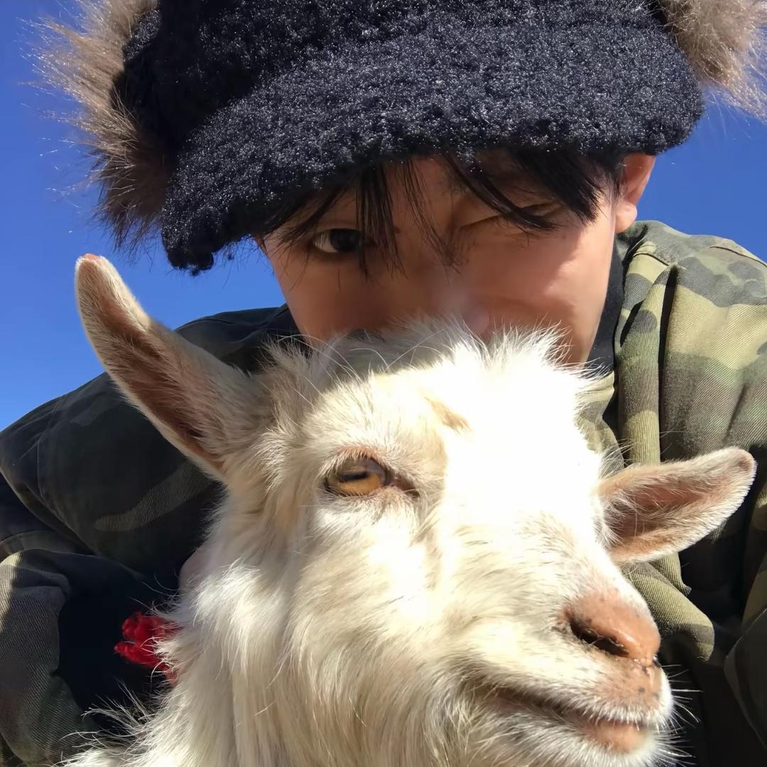 羊崽🐑（努力中）