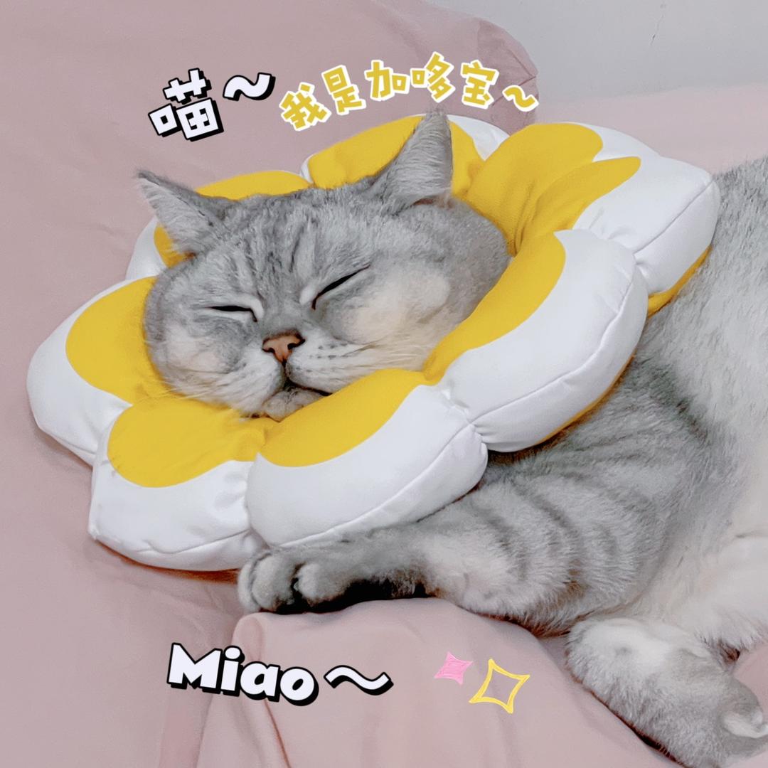 妈宝喵🐱加哆宝