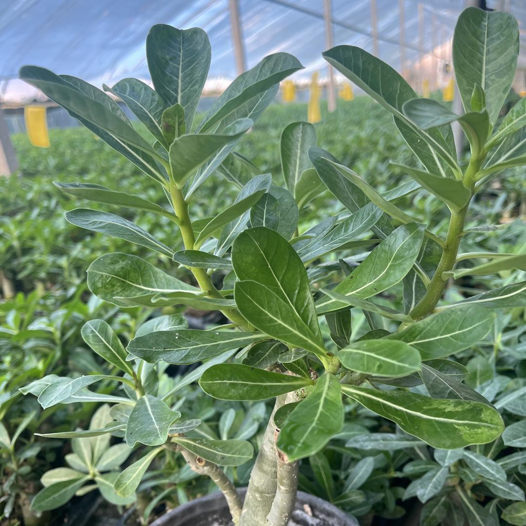 石家庄远略商贸有限公司