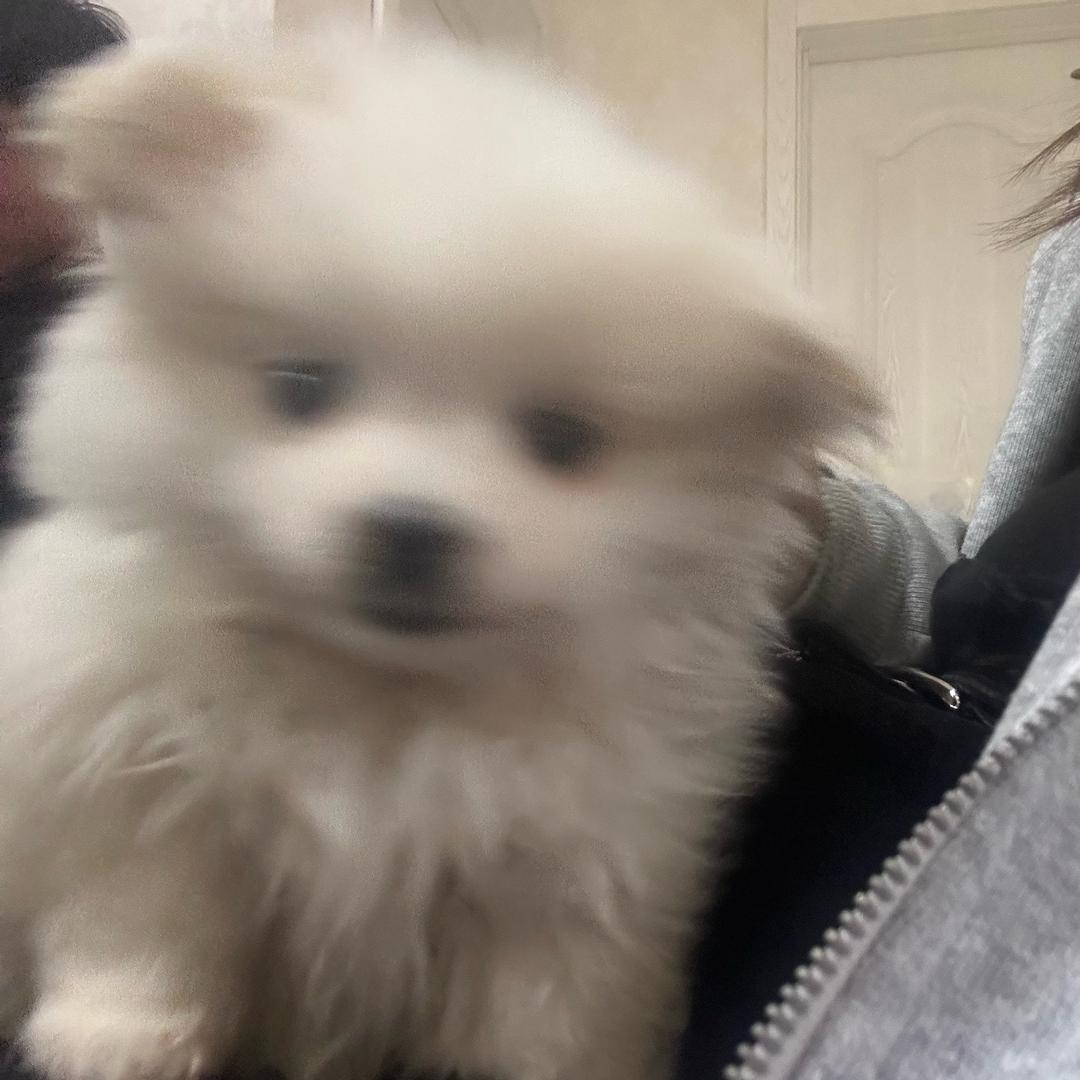 🐶