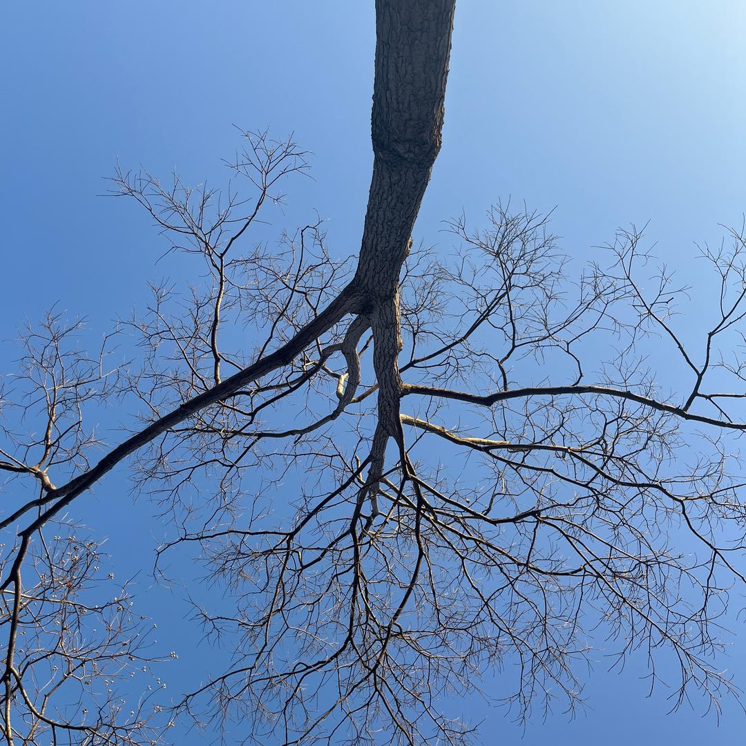 洋芋饭女神入驻抖音