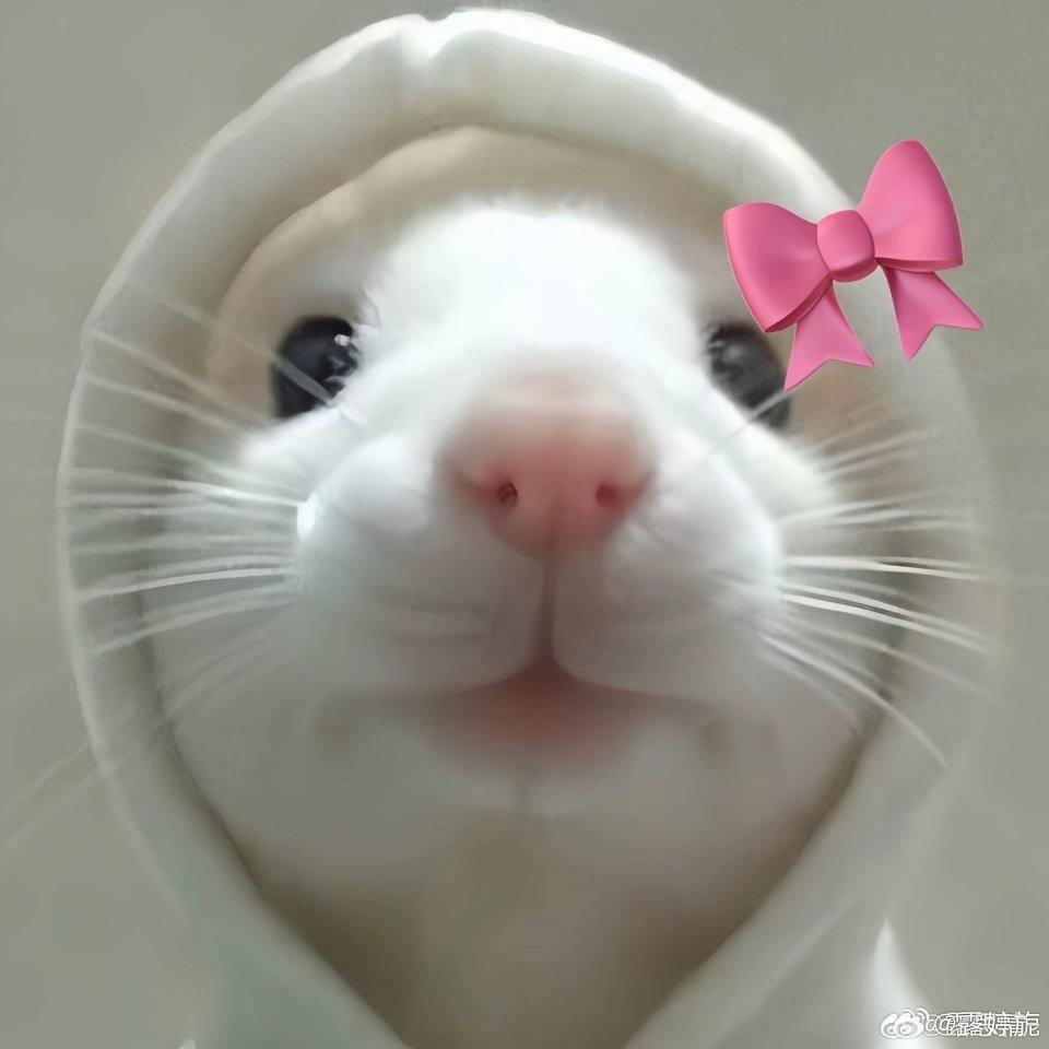 眠羊诸葛🐑