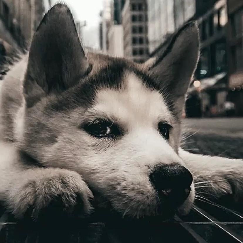 皮小加