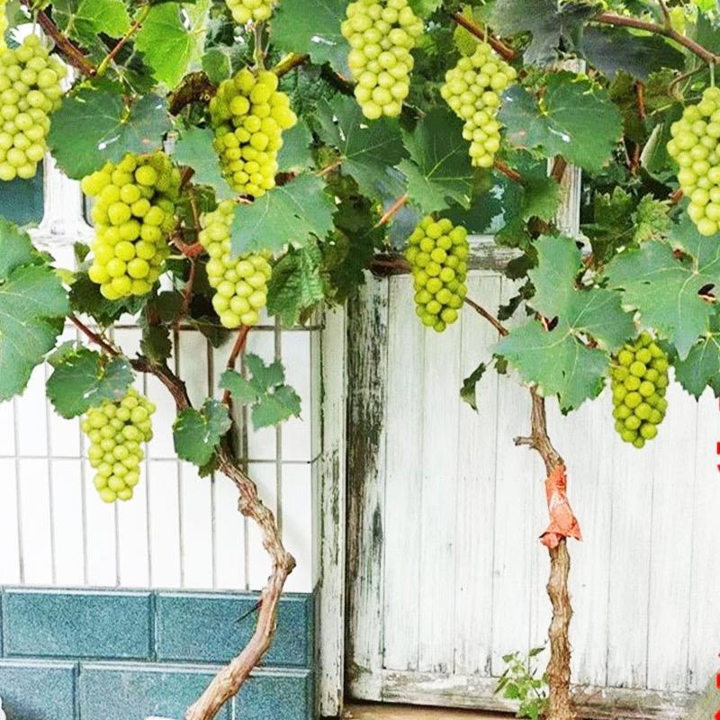 采蘩CAIFAN浩源果树苗木专卖店