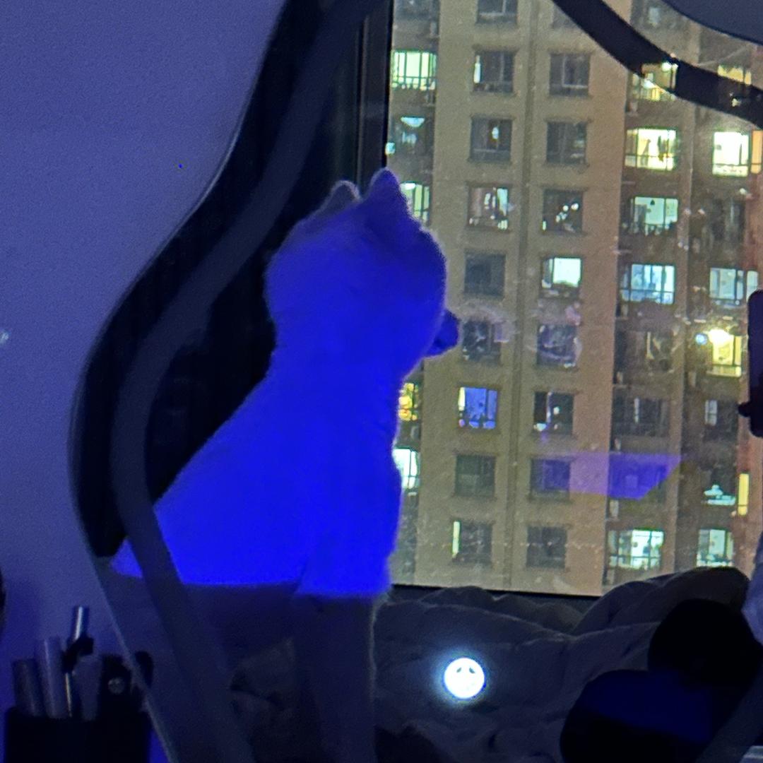 不吃肉的阿媛
