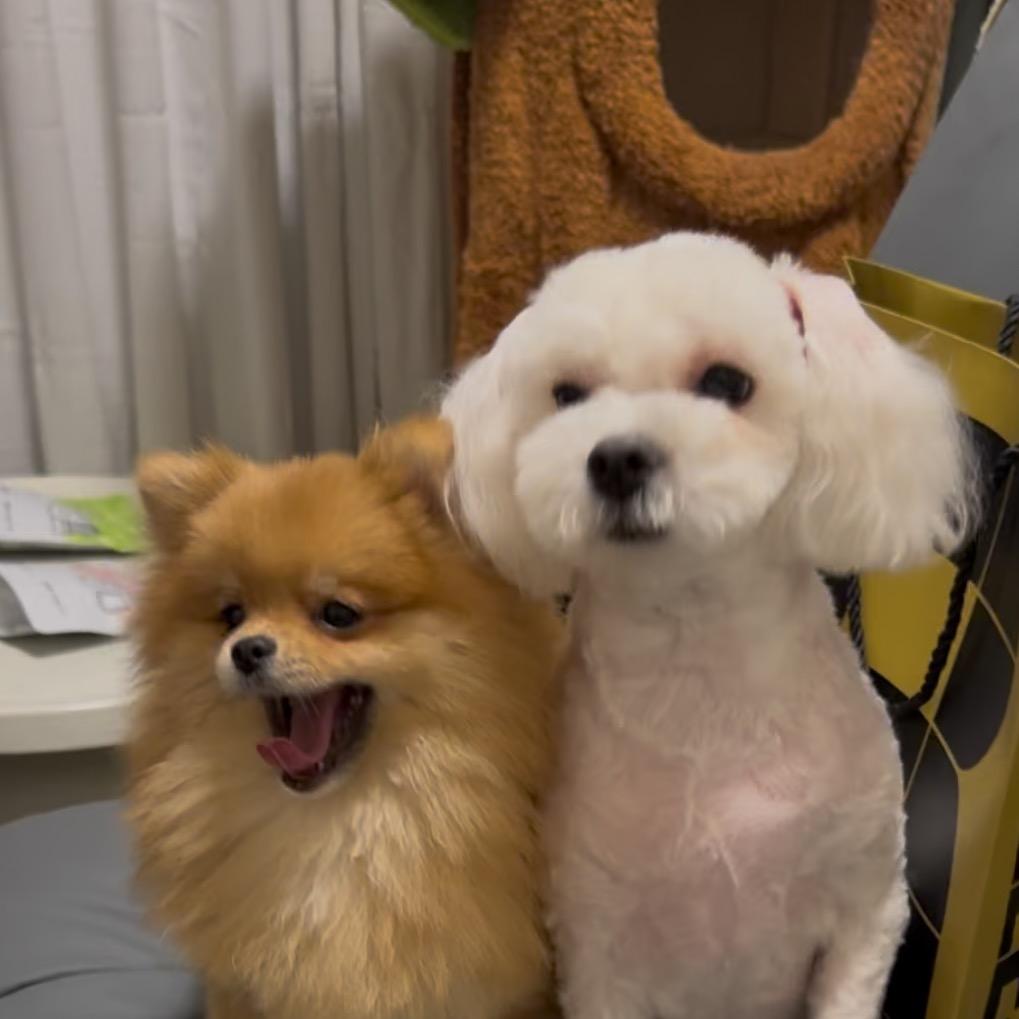 狗一碗