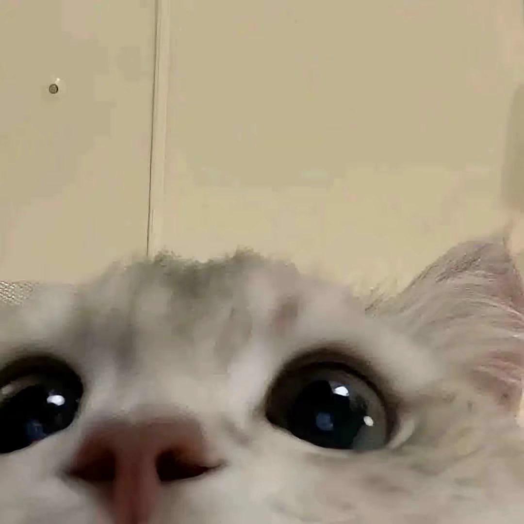 张鱼大丸子
