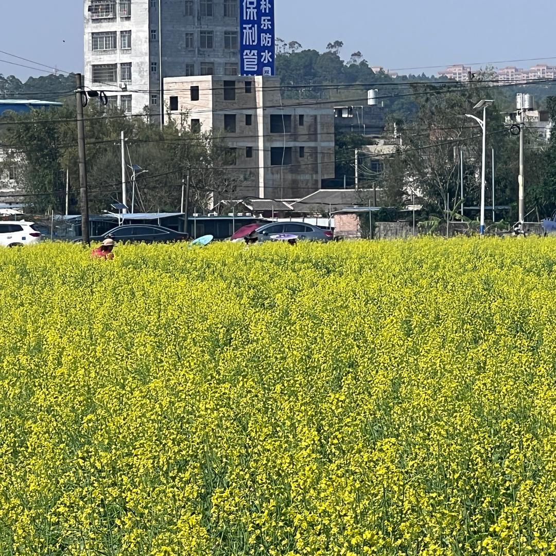珍珠