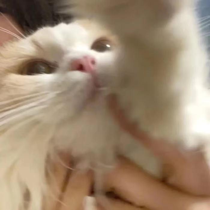 yzh2