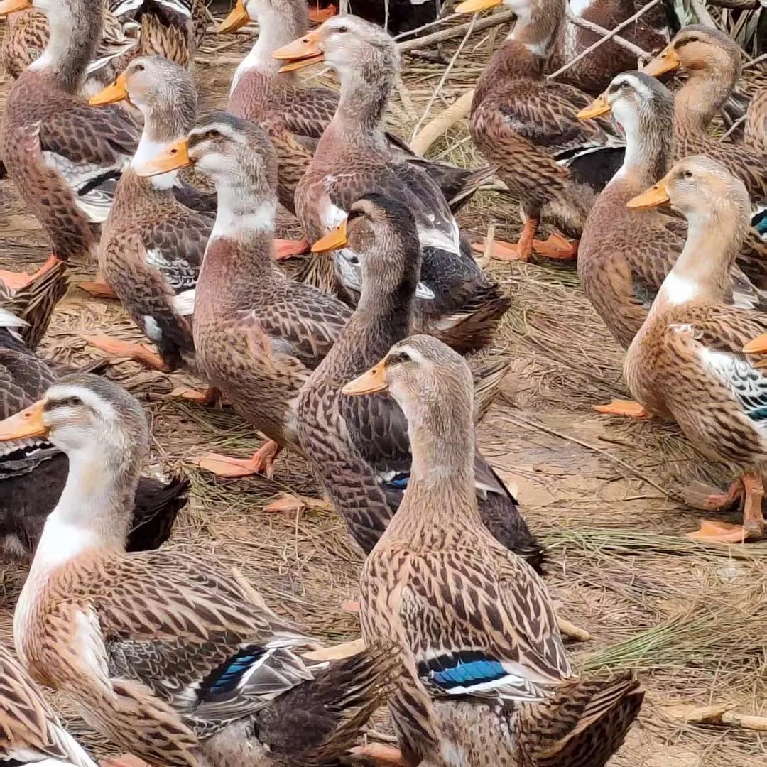 五姐农村生态农场