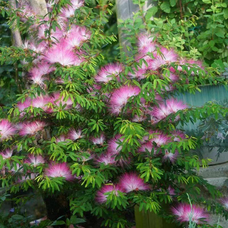 蝶恋花绿植