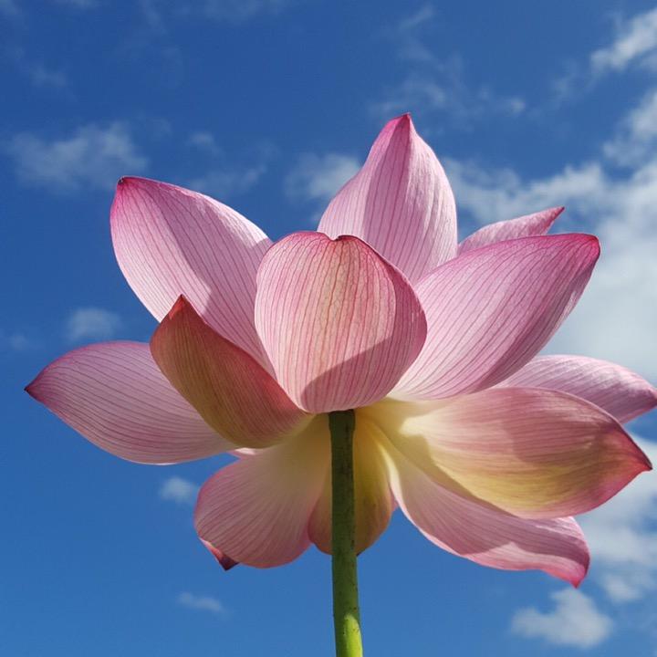 沤江小镇