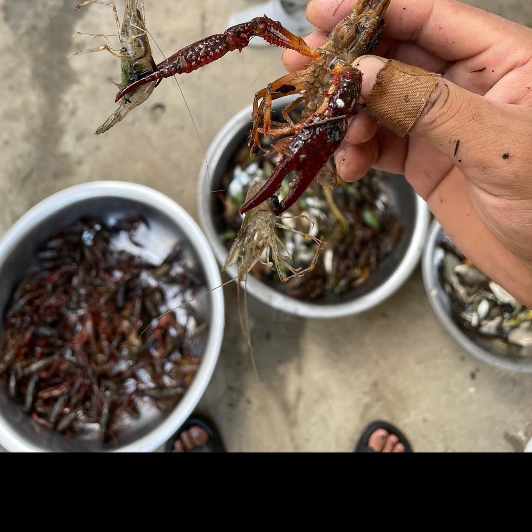 逮鱼摸虾掏黄鳝（有关必回）