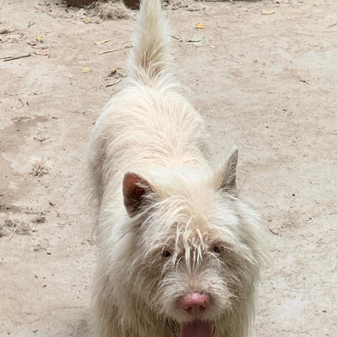 箭路山猎犬88888