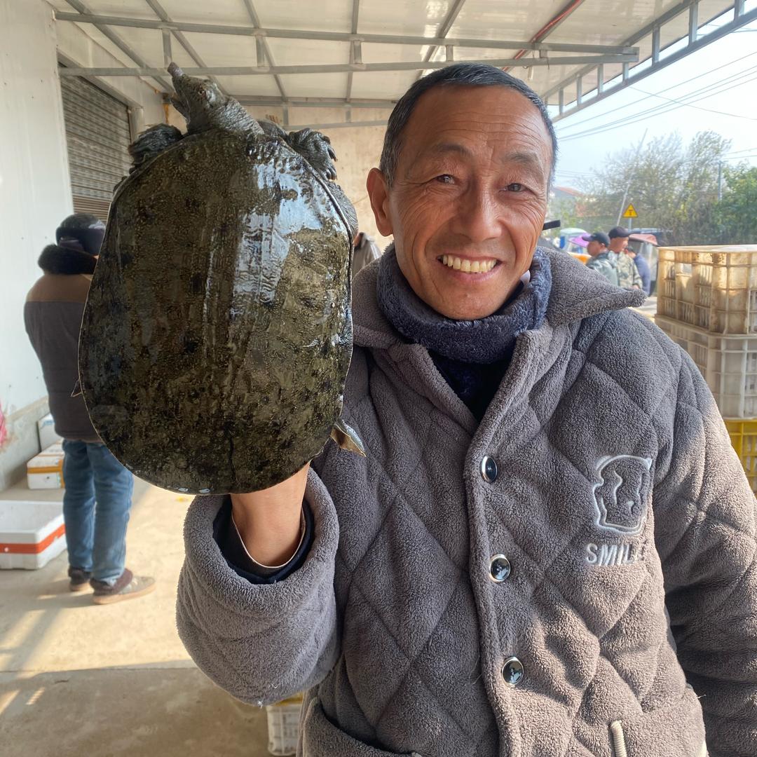 柳庭黑花生态甲鱼