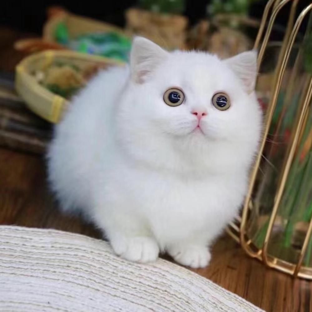 久利萌猫铺子