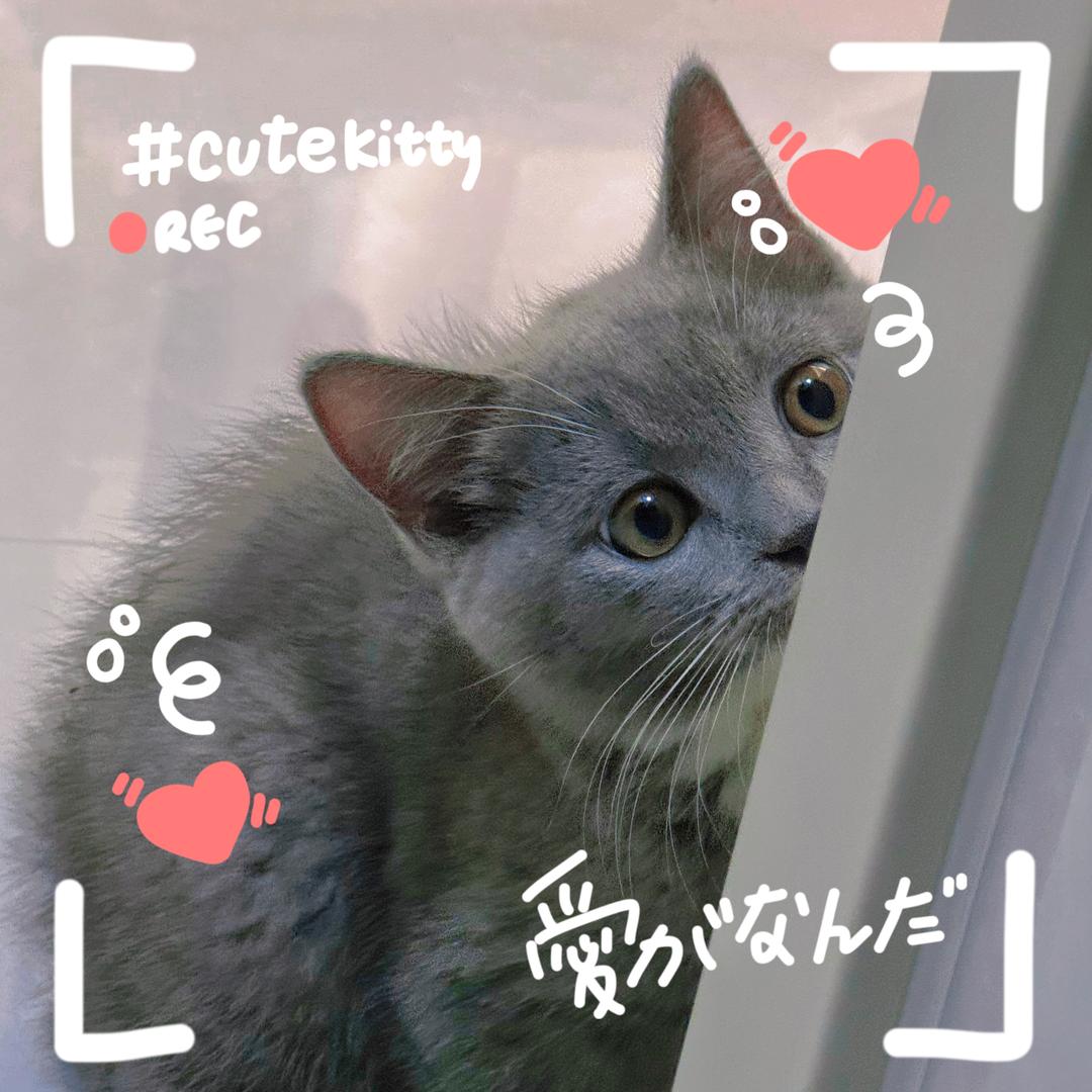 家有恶猫米米