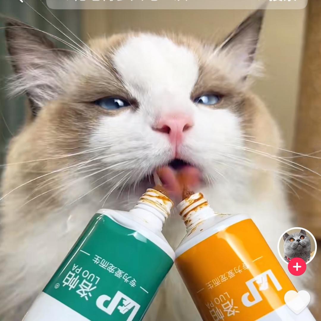 小羊🐑宠物好物分享