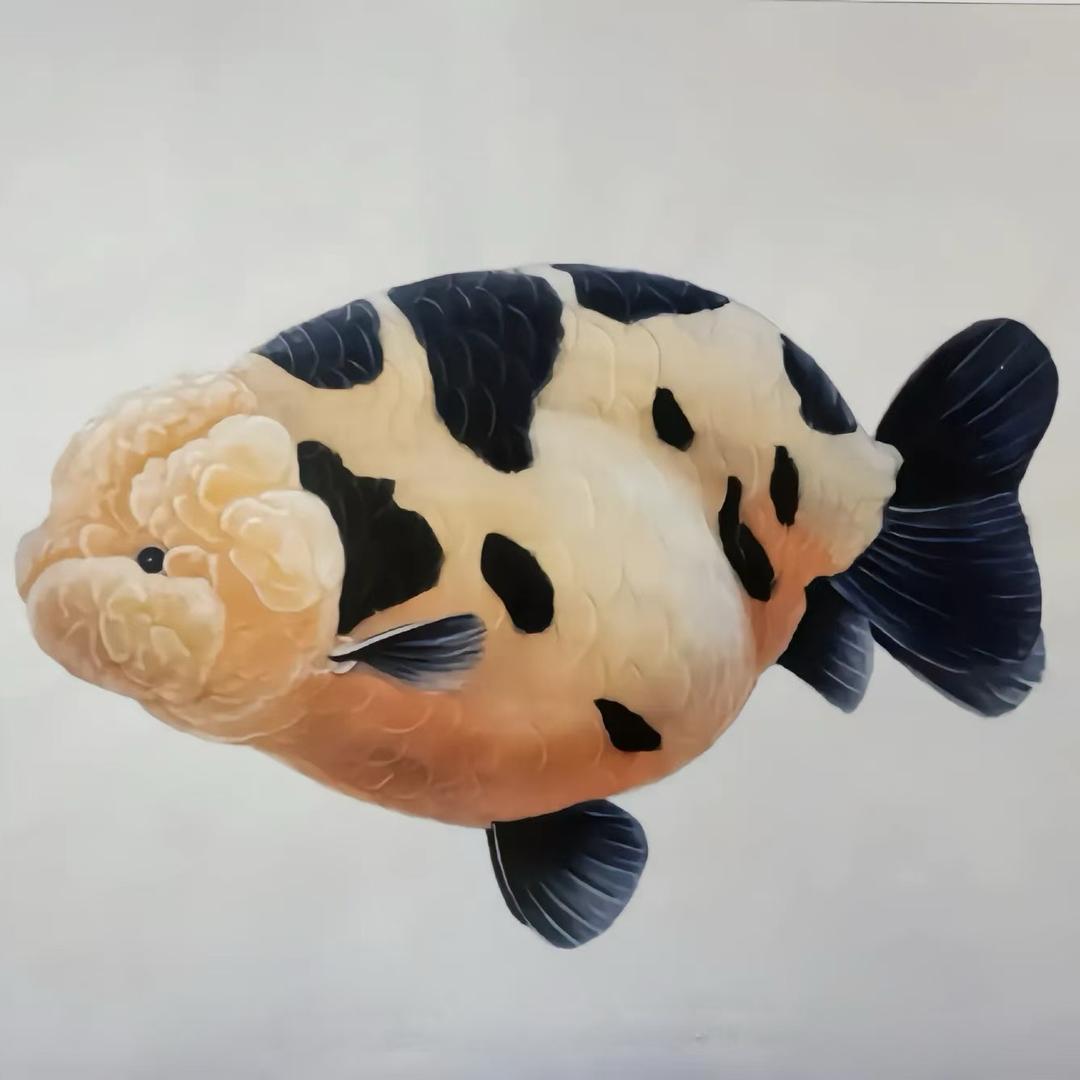 中煌金鱼