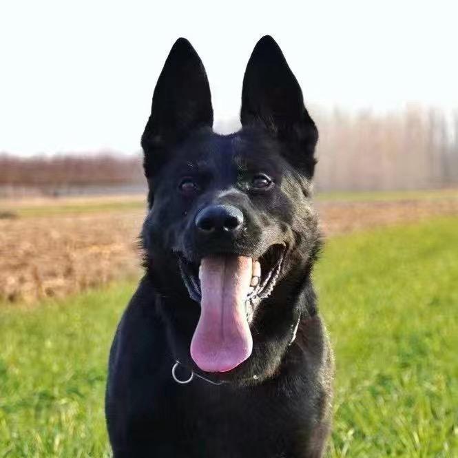 伊莉亚特东德牧羊犬