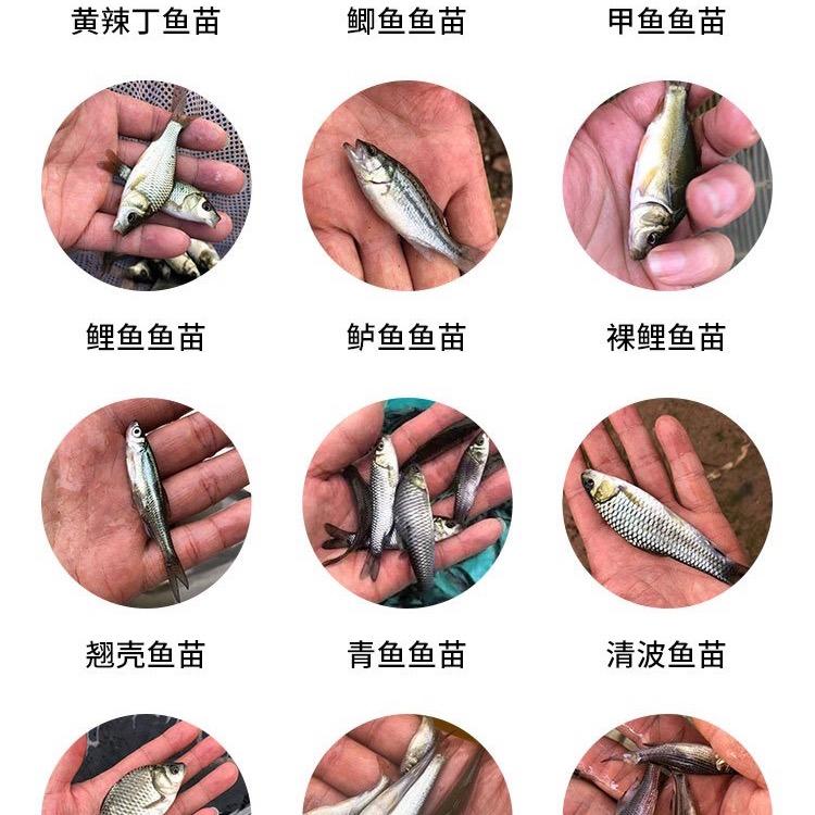 响水滩渔场鱼苗～杜