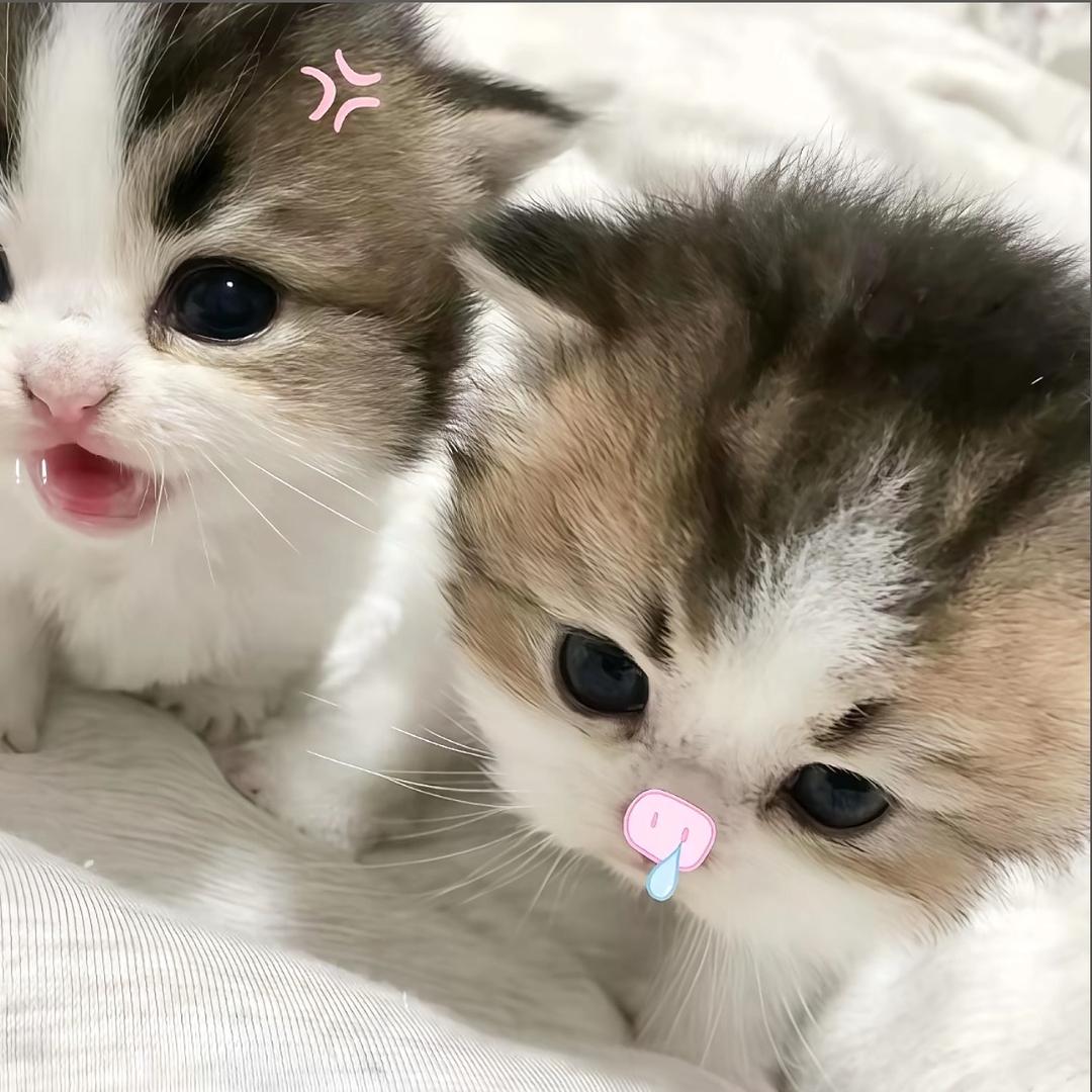 ૮・ﻌ・ა