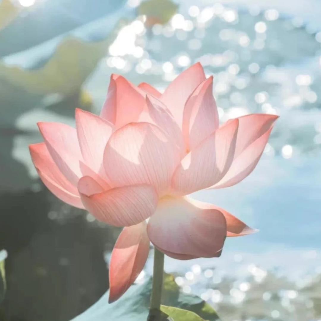 蔡总