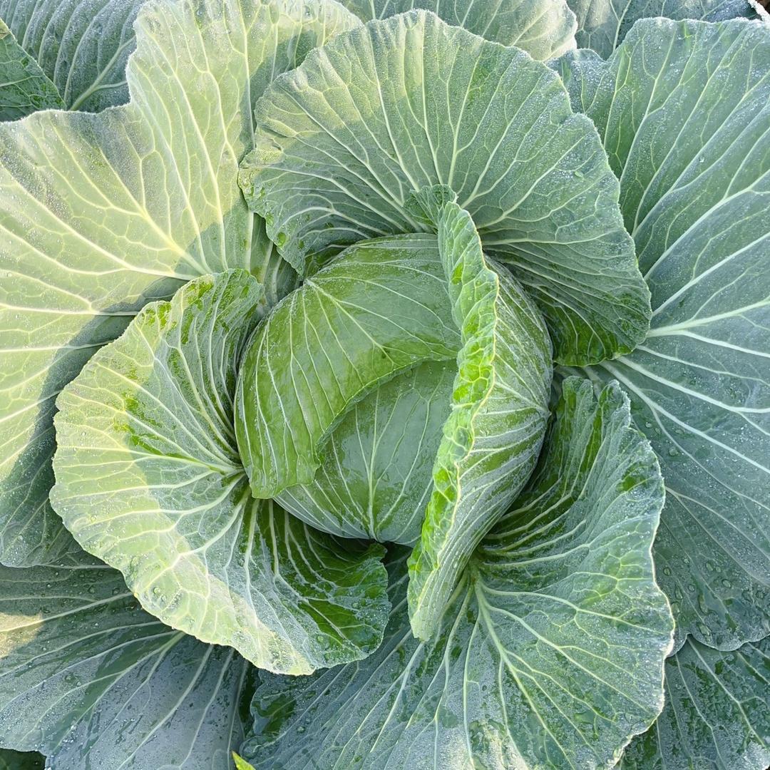 南充亿启农产品专业合作社