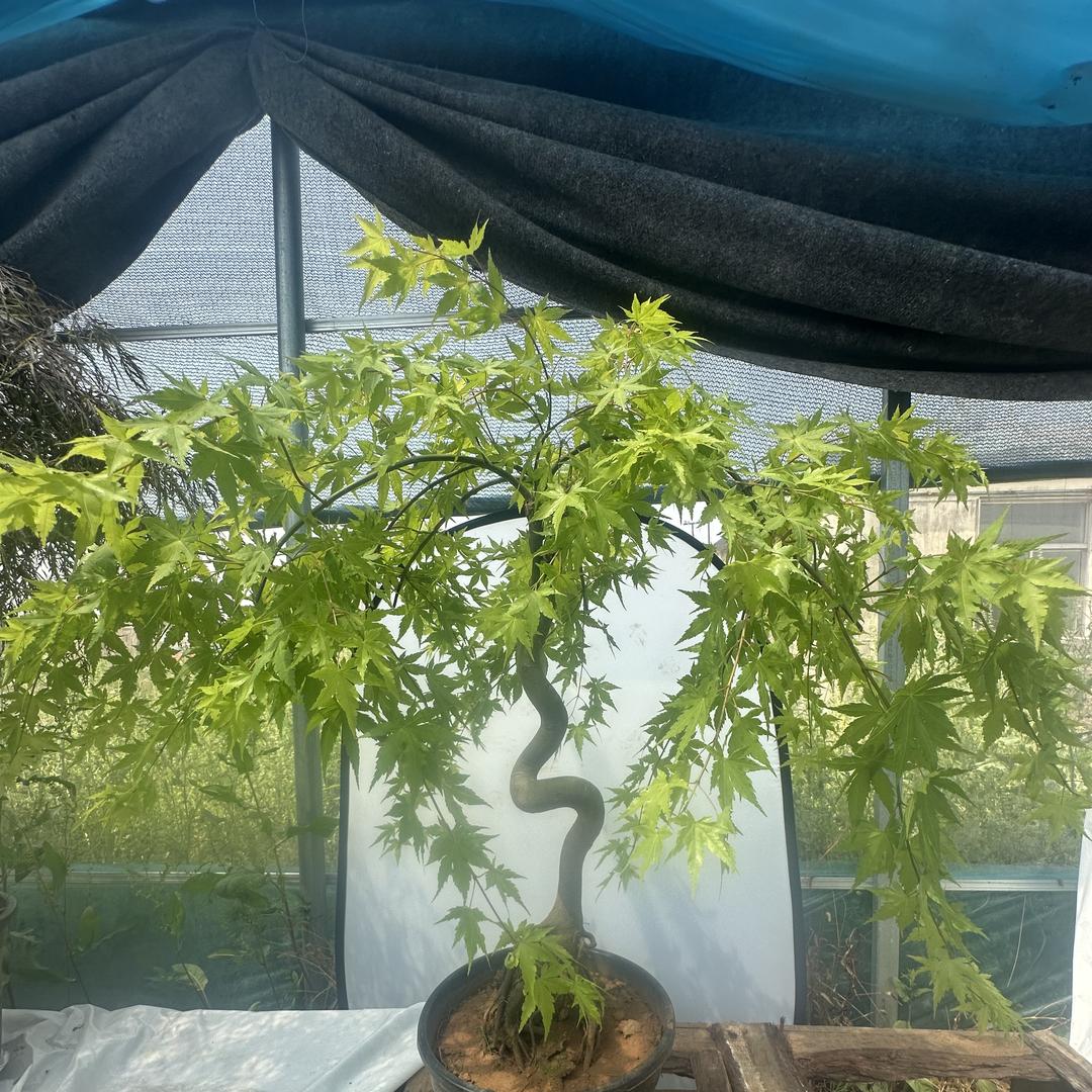 香香茶花园