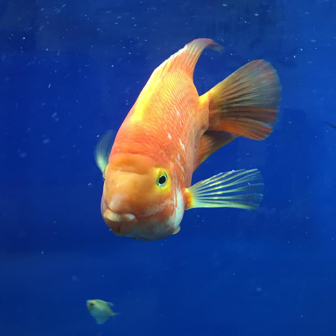 海兰兰