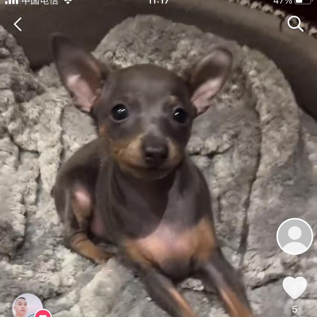 恒恒小鹿犬养殖基地