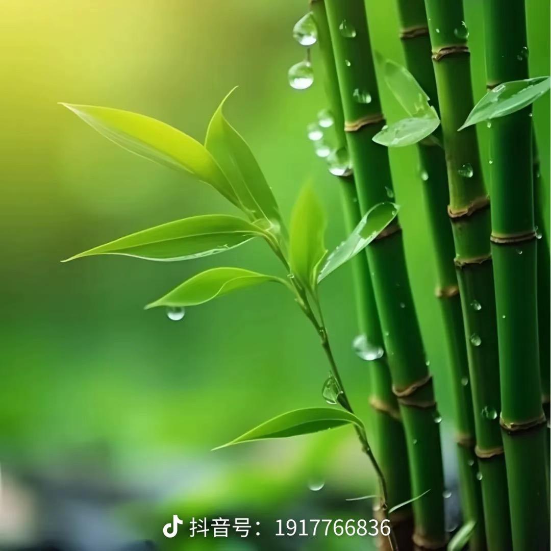 清颜🌻